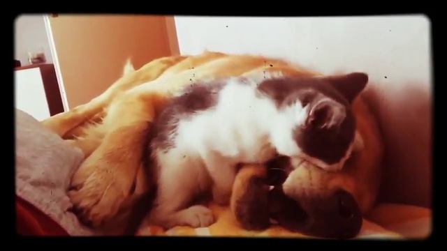 Кот задолбал собаку смотреть онлайн