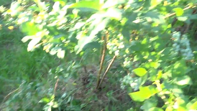 ГОЛУБИКИ СТОЛЬКО,ЧТО ВЕТКИ НА ЗЕМЛЮ ЛОЖАТСЯ. смотреть онлайн