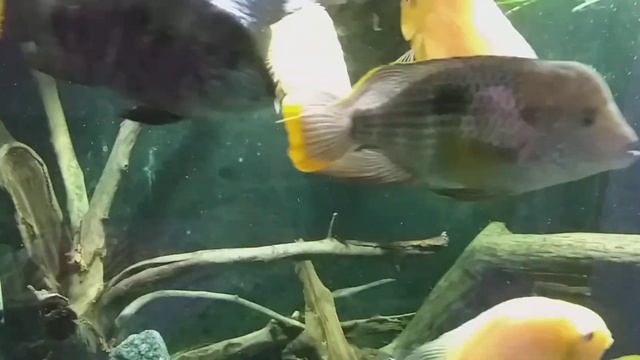 Что с Акарычем ?! Цихлиды..Бирюзовая Акара