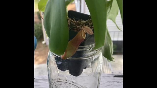 NEPENTHES VENTRATA | PITCHER PLANTS