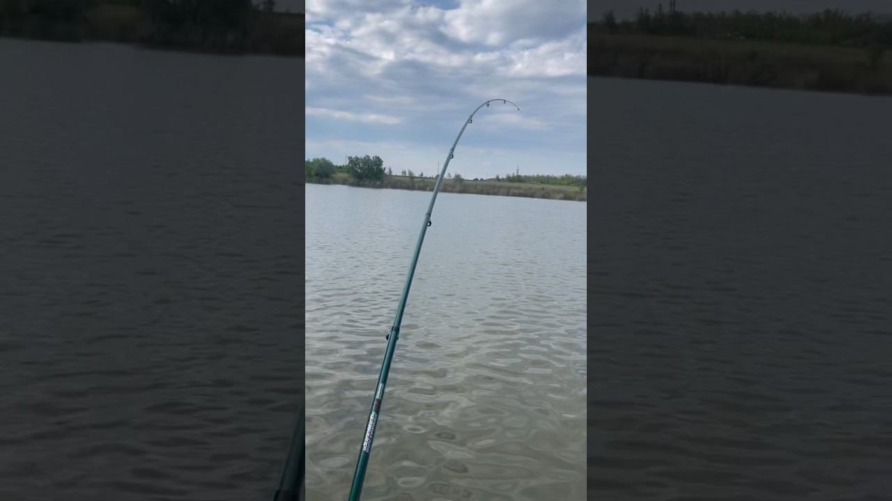 Карп на поплавок!!! смотреть онлайн