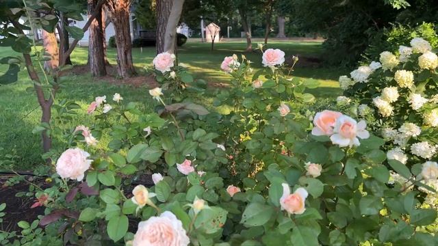 ? My Favorite Rose / Bliss Parfuma / YOU NEED THIS ROSE / Scentables™ Star Roses & Plants / Kordes смотреть онлайн