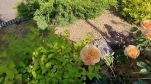 Роза Шерлок Холмс,  первое лето.