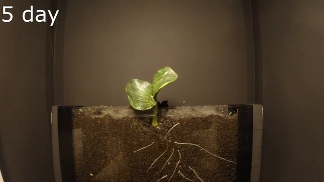 Ускоренный рост растений. Тыква. Accelerated plant growth. Pumpkin. смотреть онлайн