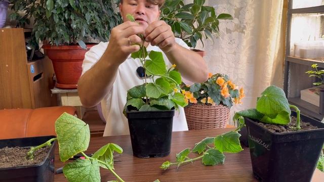 Формирование огурца в зимнем огороде