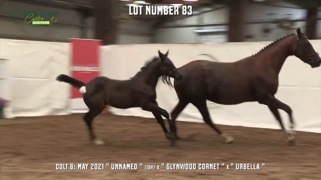 Lot 83 Showjumping Colt Glynnwood Cornet x ZapateroVDL x Baloubet Du Rouet смотреть онлайн