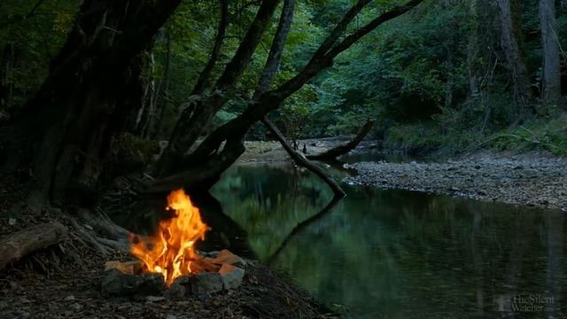 Черенкование гортензии метельчатой смотреть онлайн