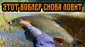 Забытый воблер сделал рыбалку | Ловля голавля | Рыбалка на спиннинг