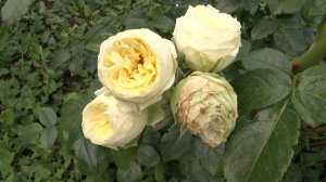 Rosa ´Wedding Piano´