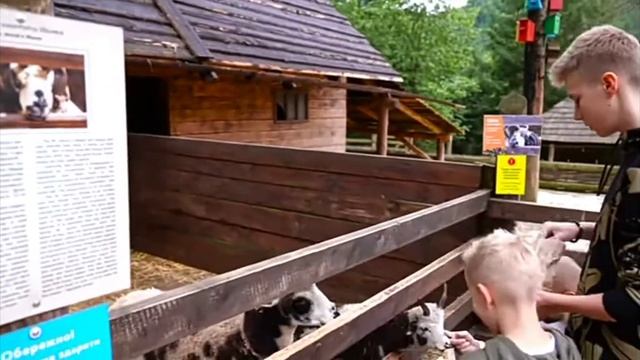 даня и тиша кормят козлика смотреть онлайн