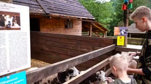 даня и тиша кормят козлика