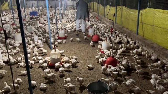 Day-15 , Vaccine process in my poultry farm смотреть онлайн