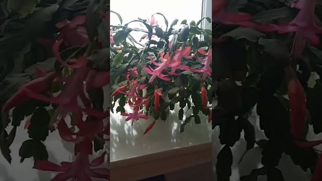 #офис#декабрист#цветы дома смотреть онлайн