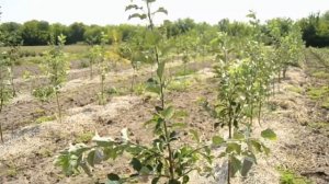 самый простой способ отгибания веток при формировке дерева