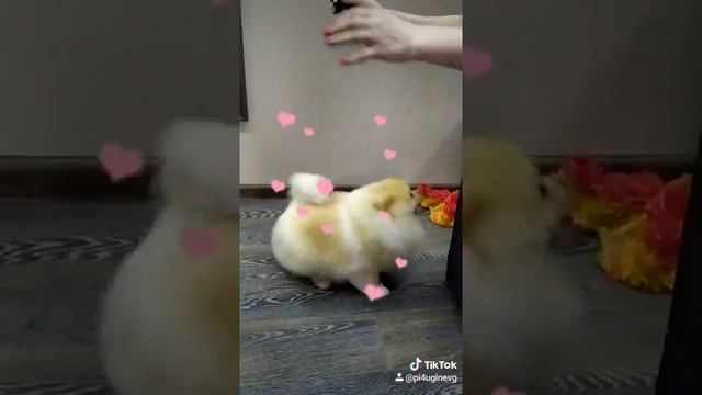 После стрижки у нас танцы! Арчи молодец! смотреть онлайн