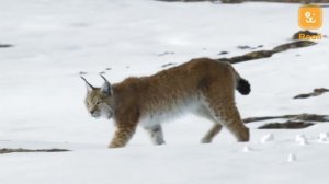 Жизнь дикой рыси: Охота, поведение и адаптация в природе