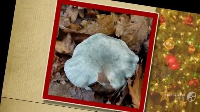 odora - fungi kingdom смотреть онлайн