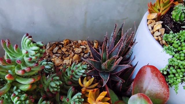 SUCCULENTS BY THE BEACH смотреть онлайн