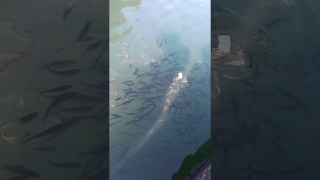 рыбалка круглое озеро смотреть онлайн