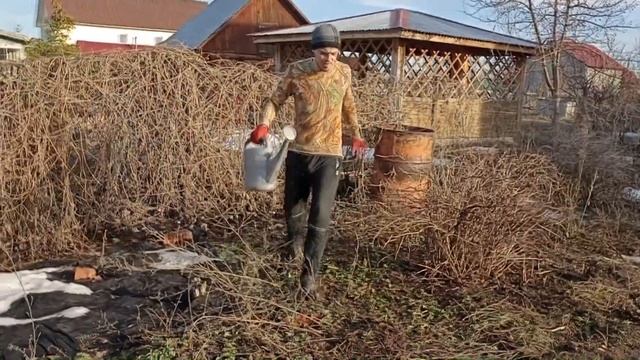 Обработка крыжовника от мучнистой росы и слегка уборка смотреть онлайн