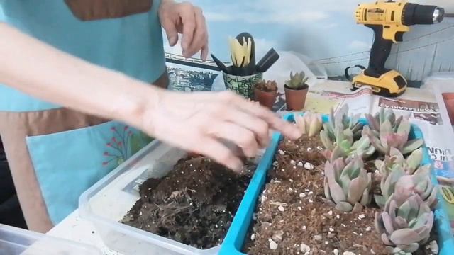 Yeni satışa gelen "Echeveria tanguy " смотреть онлайн