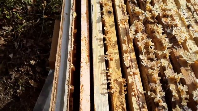 Обработка от клеща, бипин т, холстик, утепление, вентиляция улья, полоски, клещ вароа,10.10.2020. смотреть онлайн