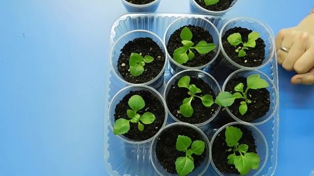 ???ПОЧЕМУ РАССАДА АСТРЫ БОЛЕЕТ ПОСЛЕ ПИКИРОВКИ ! Как помочь молодым растениям пережить стресс смотреть онлайн