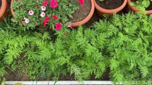 КАК РАССАДА ПЕРЦА ВЫДЕРЖИВАЕТ ЗАМОРОЗКИ В ХОЛОДНОЙ ТЕПЛИЦЕ. Этот перец нужно было сеять в апреле