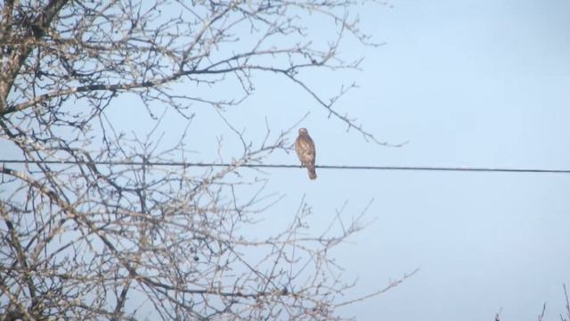 Large bird of prey in Laurel county, Kentucky. смотреть онлайн