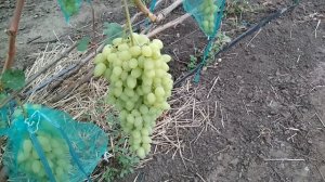 Виноград- Зарница .