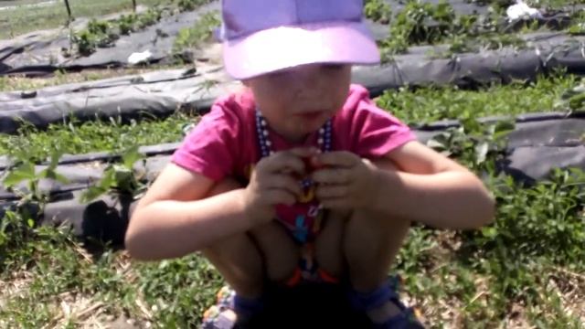 Дегустация ягоды на одногодках сорта - клубника МАРМЕЛАДА ОНЕБОР. Ферма "Омская Ягода" смотреть онлайн