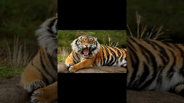 Лигр животное смотреть онлайн