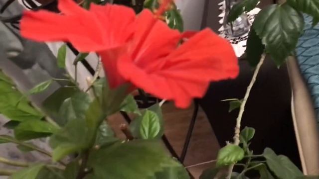 Классическая китайская роза (гибискус китайский) зацвела 10 декабря // Hibiscus rosa-sinensis смотреть онлайн
