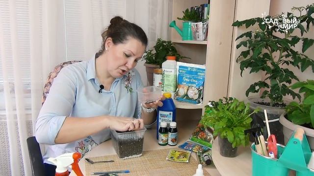 Успейте посадить лук на рассаду в феврале: Эксибишен, Ялтинский, Глобо. Проверено урожаем! смотреть онлайн