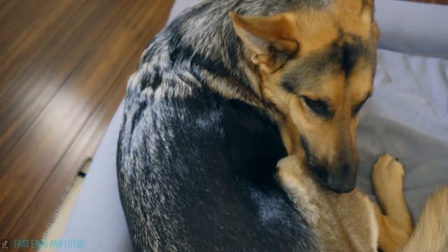 What I Wish I Knew Before Getting a German Shepherd. смотреть онлайн