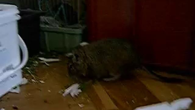 Octodon degus смотреть онлайн