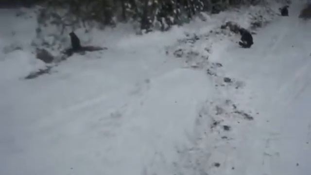 Чуть погуляли. Неприятный ветер. смотреть онлайн