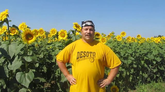 Поле подсолнухов по дороге на курорт Красноусольск смотреть онлайн