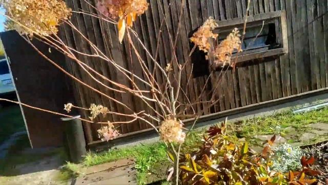 15.10.22.Дача..пошла по редиску?Гортензии..осенью.. смотреть онлайн