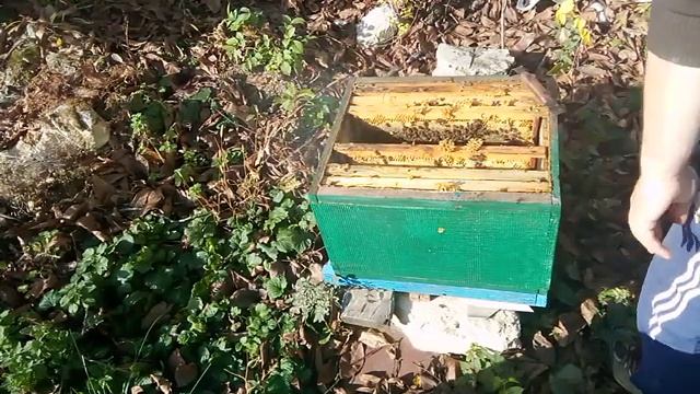 Ревізія на наявність пізнього розплоду. 02.10.2023 смотреть онлайн