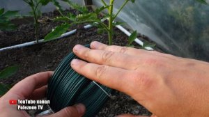 ПОДВЯЗКА ТОМАТОВ БЫСТРО НАДЁЖНО И ЛЕГКО СУПЕР СПОСОБ