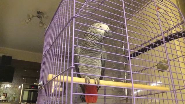 Самый умный попугай Жако