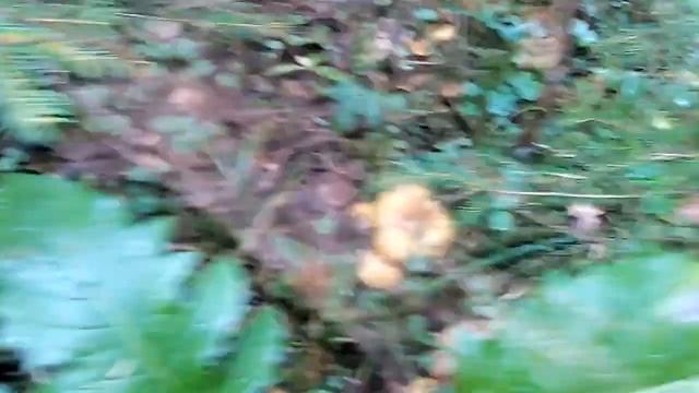 Желтые 1 смотреть онлайн