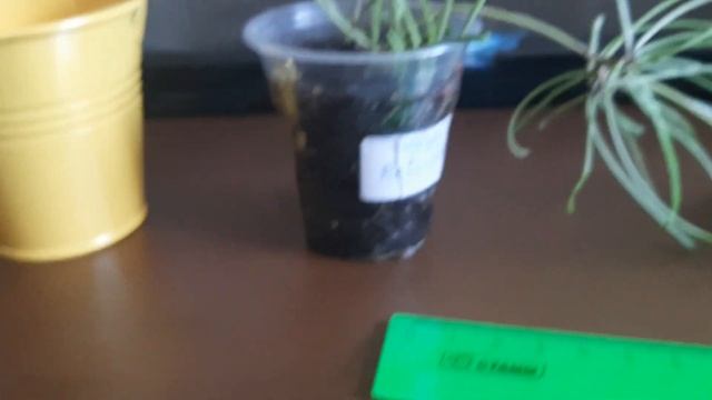 А ТАМ ЦВЕТОЧЕК! Хойя РЕТУЗА. смотреть онлайн