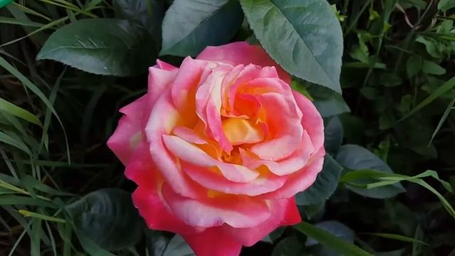 Rose Pullman Orient Express (Восточный Экспресс роза) смотреть онлайн