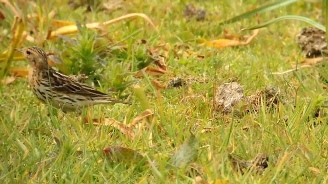 Red-throated Pipit, Carn Friars, Scilly, 200512 смотреть онлайн