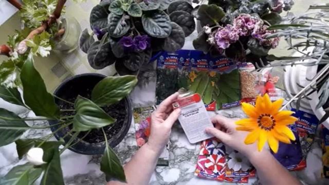 Сколько лет сохраняют всхожесть семена овощных культур смотреть онлайн