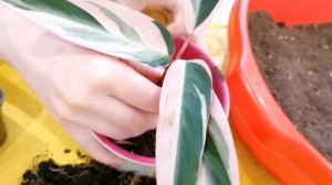 Пересадка и уход за СТРОМАНТОЙ очень красивый цветок  и не прихотливый