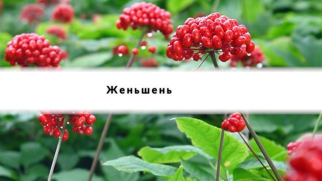 Травы, в которых Нуждается Каждая Женщина для устранении всех гормональных проблем! смотреть онлайн