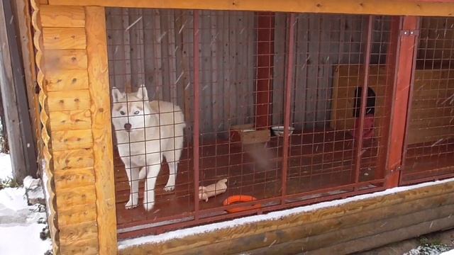 А у нас первый снег! смотреть онлайн